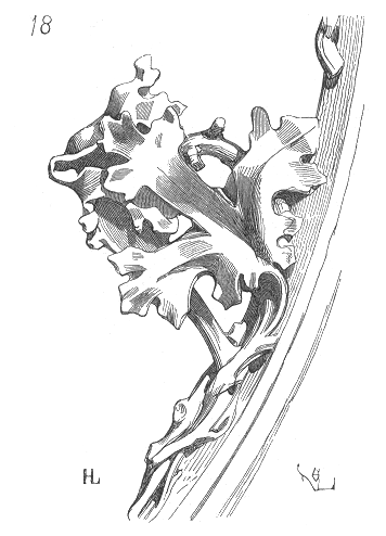 Cardina